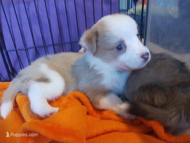 Moo – Pembroke Welsh Corgi, Miniature Australian Shepherd puppy for sale in Pflugerville, TX