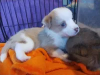 Moo, a male Pembroke Welsh Corgi and Miniature Australian Shepherd for sale in Pflugerville, TX – 1 of 5