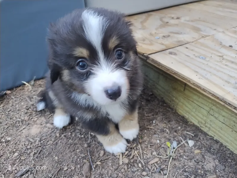 Pete Jr – Pembroke Welsh Corgi, Miniature Australian Shepherd puppy for sale in Pflugerville, TX