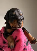 Electra- Pink Collar, a female Doberman Pinscher for sale in Lake Elsinore, CA – 1 of 6