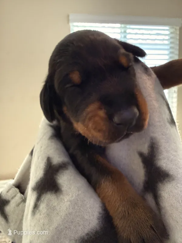 Phoenix-Grey Collar  – Doberman Pinscher puppy for sale in San Diego, CA