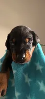 Sirius- Lt Blue Collar , a male Doberman Pinscher for sale in Lake Elsinore, CA – 3 of 7