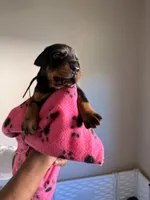 Electra- Pink Collar, a female Doberman Pinscher for sale in Lake Elsinore, CA – 5 of 6