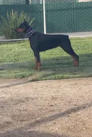 Electra- Pink Collar, a female Doberman Pinscher for sale in San Diego, CA – 2 of 3