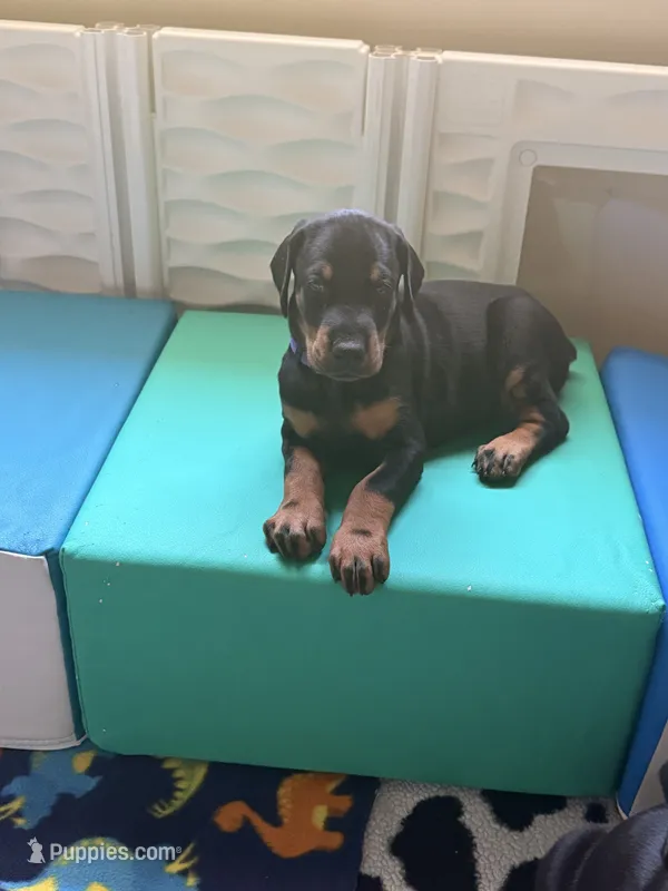 Lyra-Purple Collar – Doberman Pinscher puppy for sale in Lake Elsinore, CA