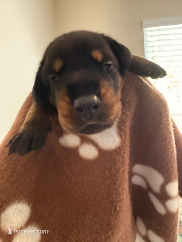 Astro-Brown Collar  – Doberman Pinscher puppy for sale in San Diego, CA