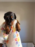 Orion-Yellow Collar, a male Doberman Pinscher for sale in Lake Elsinore, CA – 3 of 7