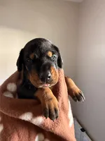 Astro-Brown Collar , a male Doberman Pinscher for sale in Lake Elsinore, CA – 6 of 6
