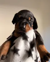 Phoenix-Grey Collar , a male Doberman Pinscher for sale in Lake Elsinore, CA – 6 of 7