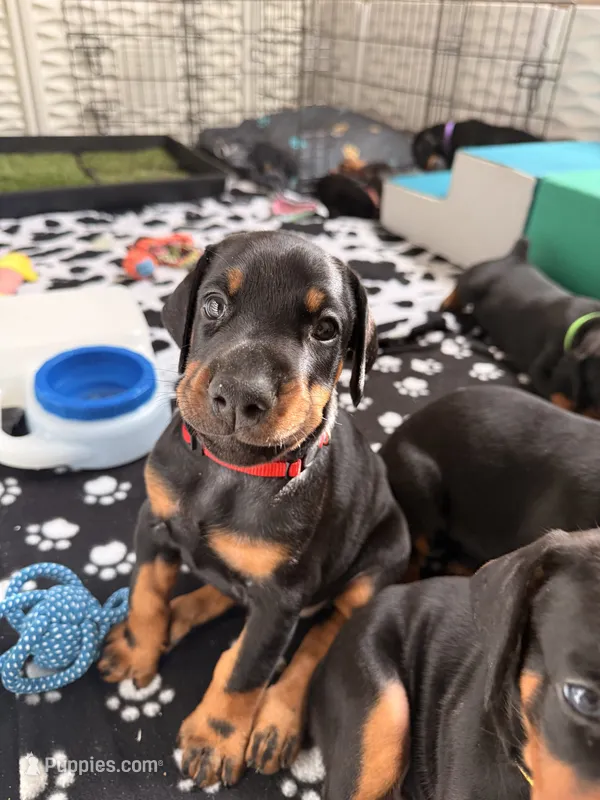 Maia-Red Collar – Doberman Pinscher puppy for sale in Lake Elsinore, CA
