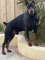 Sirius- Lt Blue Collar , a male Doberman Pinscher for sale in San Diego, CA – 3 of 4