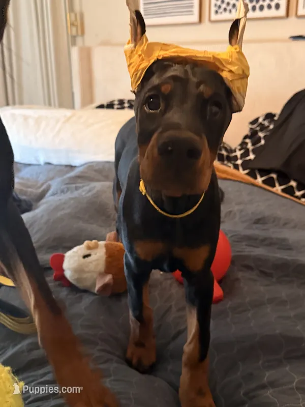 Electra- Yellow Collar – Doberman Pinscher puppy for sale in Lake Elsinore, CA