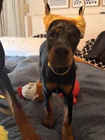 Electra- Yellow Collar, a female Doberman Pinscher for sale in Lake Elsinore, CA – 1 of 7