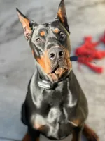 Astro-Brown Collar , a male Doberman Pinscher for sale in San Diego, CA – 2 of 4
