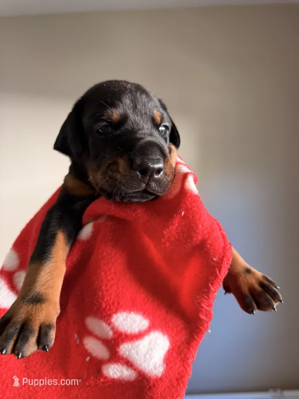 Maia-Red Collar – Doberman Pinscher puppy for sale in Lake Elsinore, CA