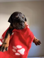 Maia-Red Collar, a female Doberman Pinscher for sale in Lake Elsinore, CA – 1 of 7