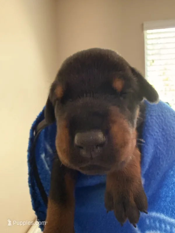 Vega- Blue Collar – Doberman Pinscher puppy for sale in San Diego, CA
