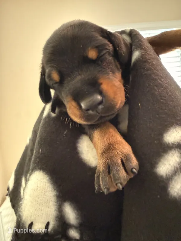 Lyra-Purple Collar – Doberman Pinscher puppy for sale in San Diego, CA