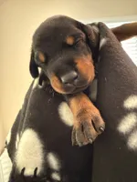Lyra-Purple Collar, a female Doberman Pinscher for sale in San Diego, CA – 1 of 4