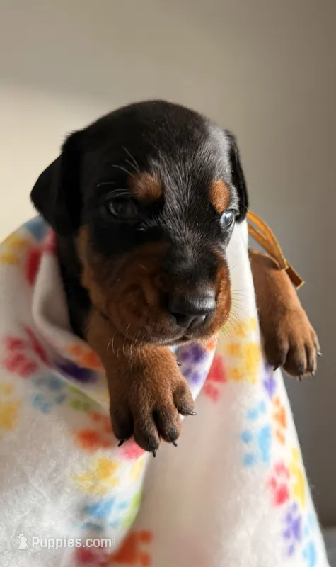 Orion-Yellow Collar – Doberman Pinscher puppy for sale in Lake Elsinore, CA