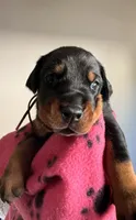 Electra- Pink Collar, a female Doberman Pinscher for sale in Lake Elsinore, CA – 6 of 6