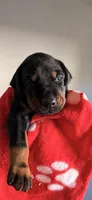 Maia-Red Collar, a female Doberman Pinscher for sale in Lake Elsinore, CA – 7 of 7