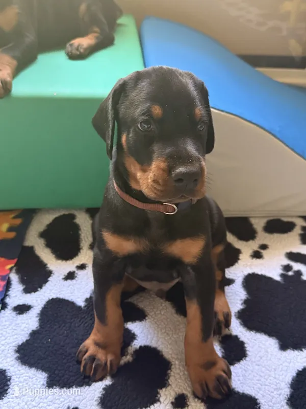 Astro-Brown Collar  – Doberman Pinscher puppy for sale in Lake Elsinore, CA