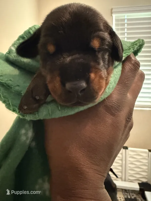 Atlas- Green Collar  – Doberman Pinscher puppy for sale in San Diego, CA