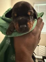 Atlas- Green Collar , a male Doberman Pinscher for sale in San Diego, CA – 1 of 4