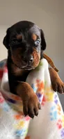 Orion-Yellow Collar, a male Doberman Pinscher for sale in Lake Elsinore, CA – 2 of 7
