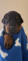 Vega- Blue Collar, a female Doberman Pinscher for sale in Lake Elsinore, CA – 7 of 7