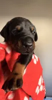 Maia-Red Collar, a female Doberman Pinscher for sale in Lake Elsinore, CA – 6 of 7