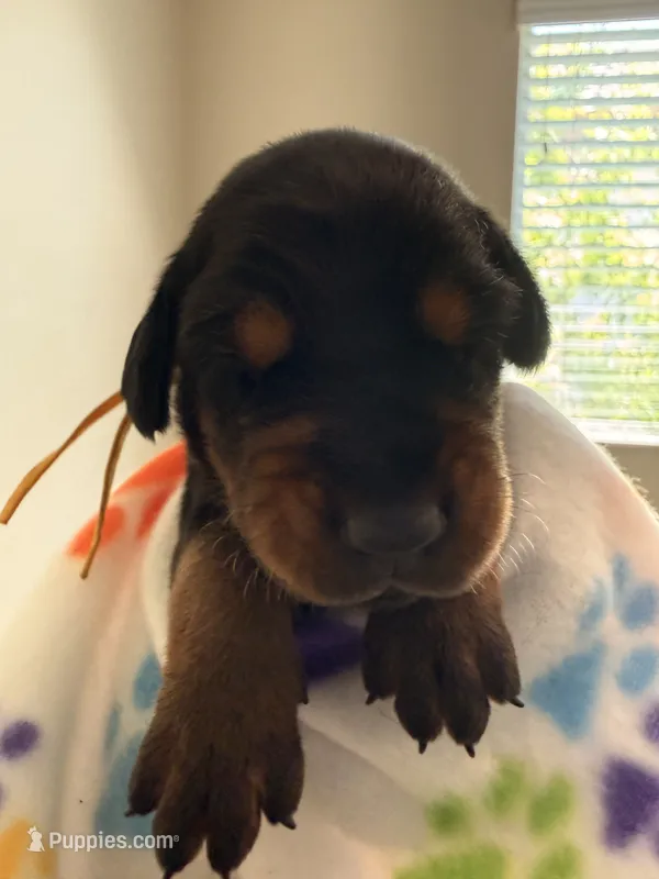 Orion-Yellow Collar – Doberman Pinscher puppy for sale in San Diego, CA