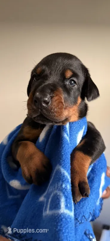 Vega- Blue Collar – Doberman Pinscher puppy for sale in Lake Elsinore, CA