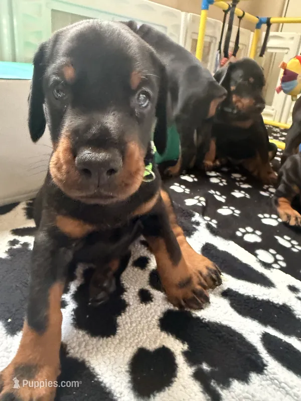 Atlas- Green Collar  – Doberman Pinscher puppy for sale in Lake Elsinore, CA