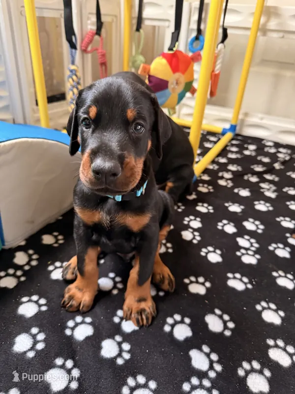 Sirius- Lt Blue Collar  – Doberman Pinscher puppy for sale in Lake Elsinore, CA
