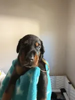Sirius- Lt Blue Collar , a male Doberman Pinscher for sale in Lake Elsinore, CA – 2 of 7