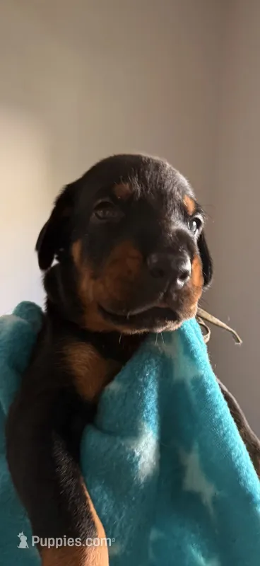 Sirius- Lt Blue Collar  – Doberman Pinscher puppy for sale in Lake Elsinore, CA