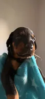 Sirius- Lt Blue Collar , a male Doberman Pinscher for sale in Lake Elsinore, CA – 1 of 7