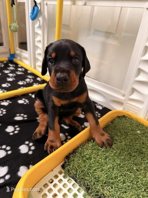 Electra- Pink Collar – Doberman Pinscher puppy for sale in Lake Elsinore, CA