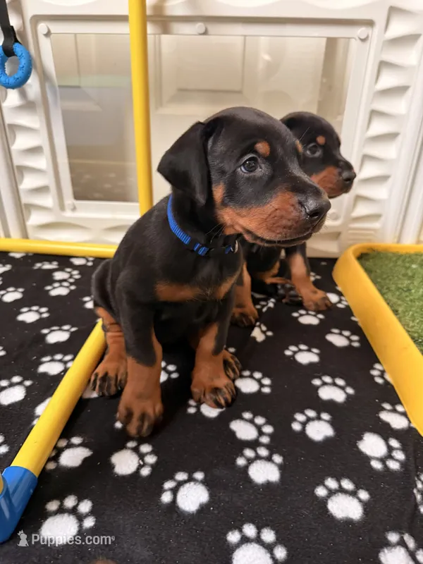Vega- Blue Collar – Doberman Pinscher puppy for sale in Lake Elsinore, CA