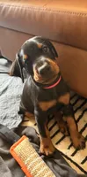 Electra- Yellow Collar, a female Doberman Pinscher for sale in Lake Elsinore, CA – 3 of 7