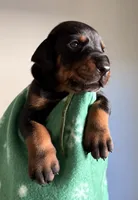 Atlas- Green Collar , a male Doberman Pinscher for sale in Lake Elsinore, CA – 6 of 7
