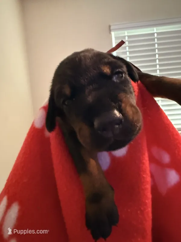 Maia-Red Collar – Doberman Pinscher puppy for sale in San Diego, CA