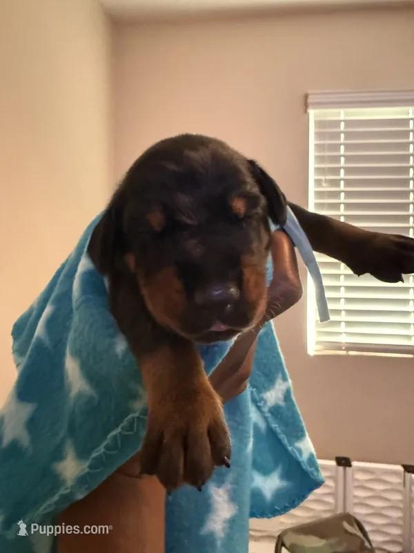 Sirius- Lt Blue Collar  – Doberman Pinscher puppy for sale in San Diego, CA