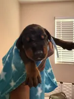 Sirius- Lt Blue Collar , a male Doberman Pinscher for sale in San Diego, CA – 1 of 4