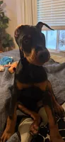 Electra- Yellow Collar, a female Doberman Pinscher for sale in Lake Elsinore, CA – 7 of 7