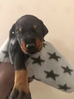 Phoenix-Grey Collar , a male Doberman Pinscher for sale in Lake Elsinore, CA – 7 of 7