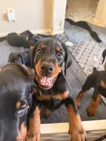 Electra- Yellow Collar, a female Doberman Pinscher for sale in Lake Elsinore, CA – 2 of 7