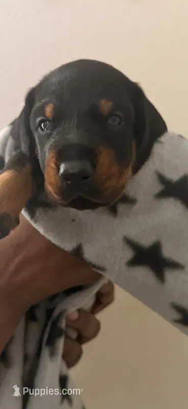 Phoenix-Grey Collar  – Doberman Pinscher puppy for sale in Lake Elsinore, CA